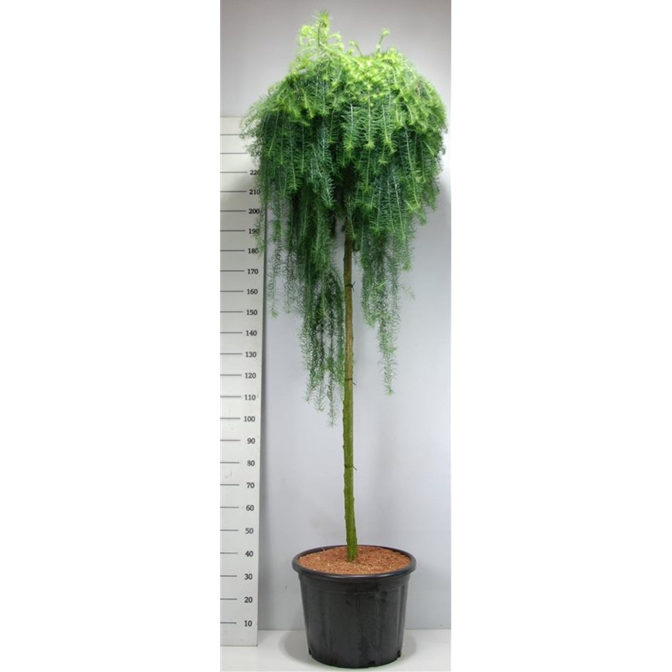 Japansk lärk – Larix kaempferi 'Stiff Weeper' - 200 CM Stem Cont.